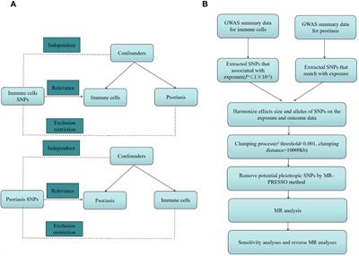 Causal role of immune cells in psoriasis: a Mendelian randomization analysis